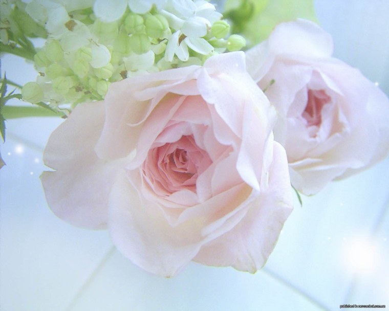 Нежные цветочки