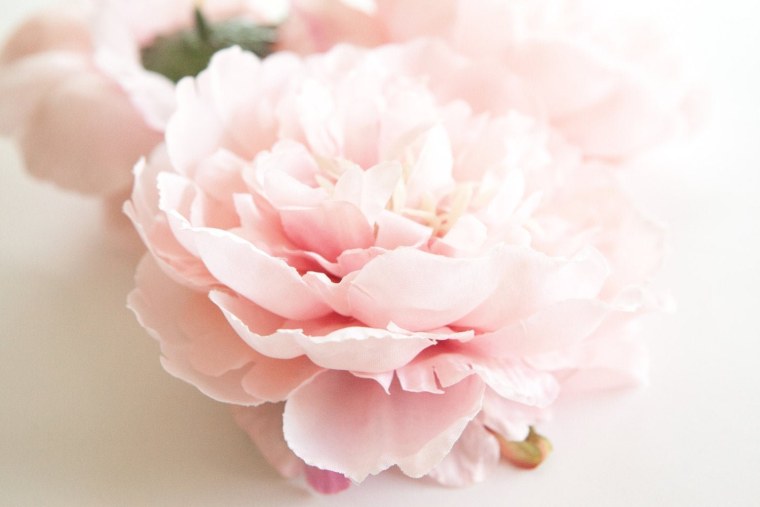 Пион нежно-розовый