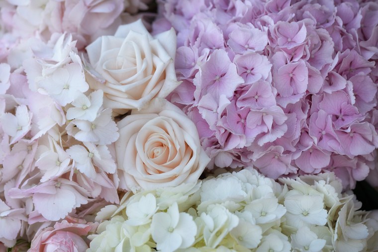 Гербера Снежная Gerbera Nivea