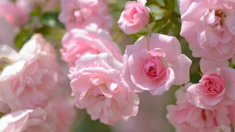 Пионовидная роза Пиони Пинк