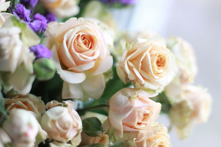 Пионовидная роза Peony Pink