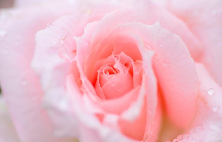 Роза персиковая