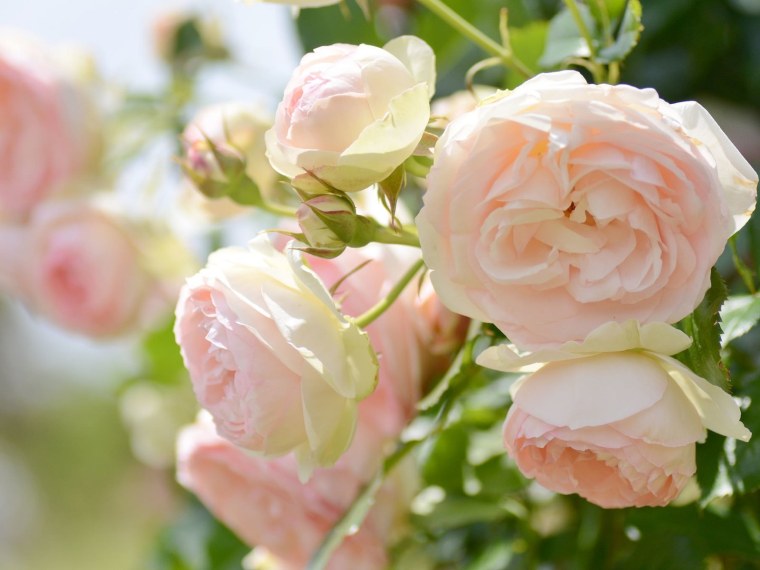 Роза в росе