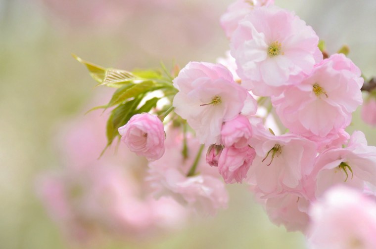 Розовые цветы