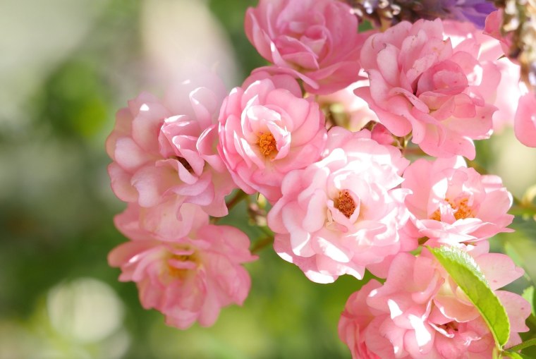 Нежный цветок