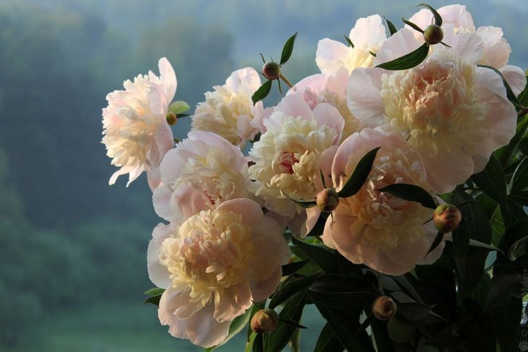 Роза Барбара Остин