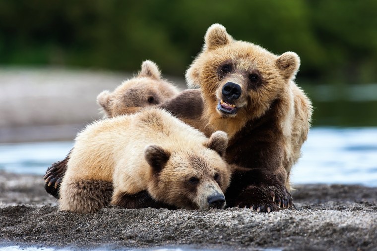 Медведь обои