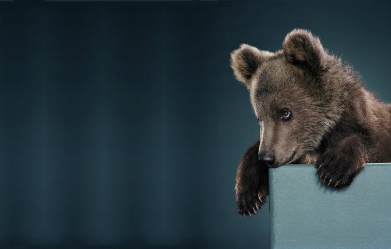 Медведь фон