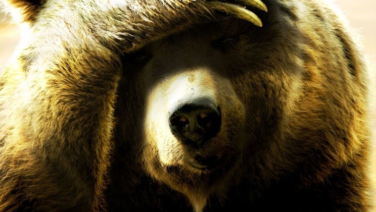 Медведь обои