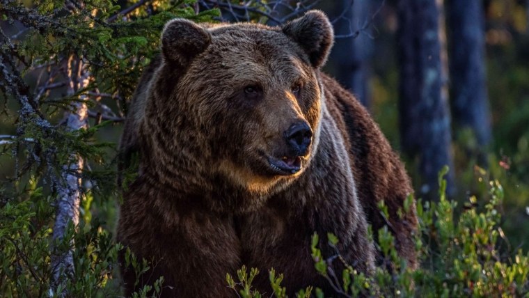 Бурый медведь в лесу