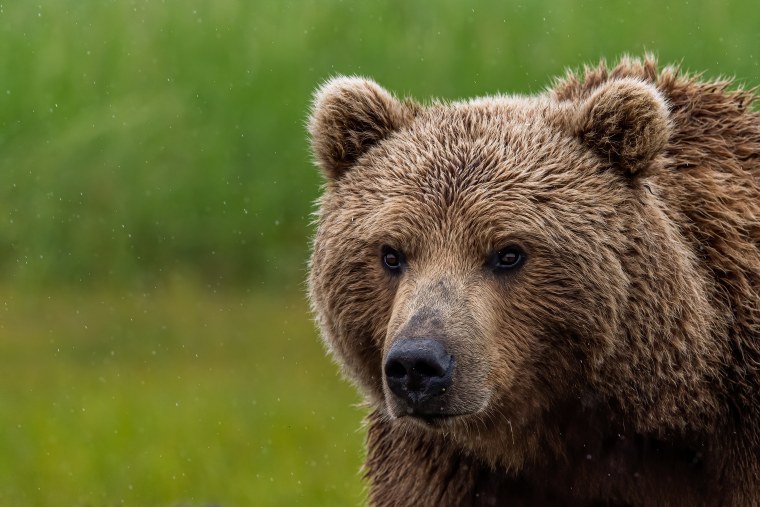 Медведь Гризли