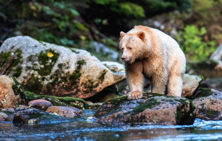 Медведь на реке