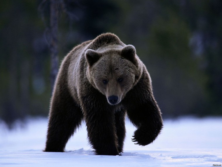 Медведь Россия