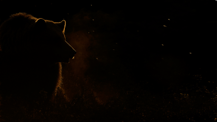 Медведь в темноте