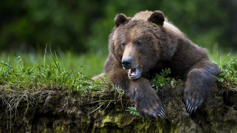 Бурый медведь обыкновенный.