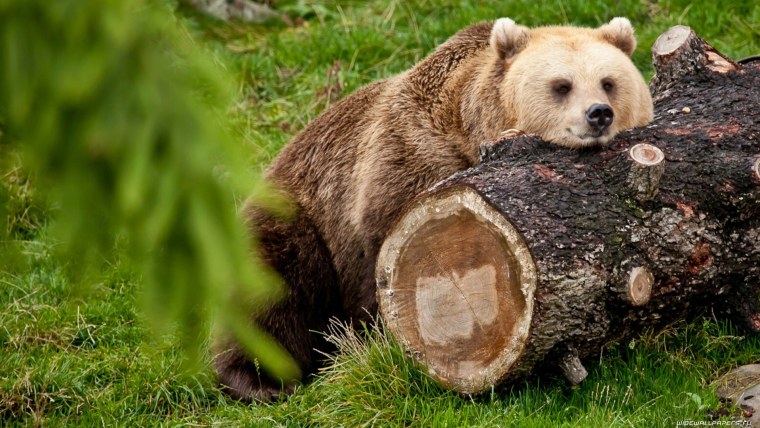 Апеннинский бурый медведь