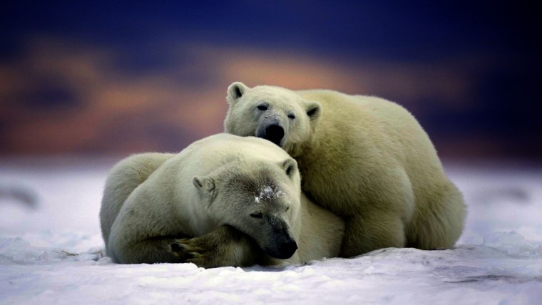 Обои на рабочий стол медведь