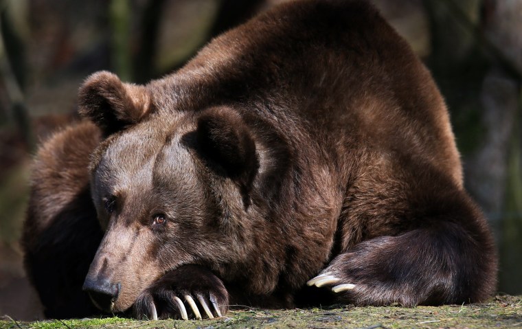 Медведь коричневый