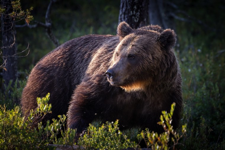 Бурый медведь Амурская область