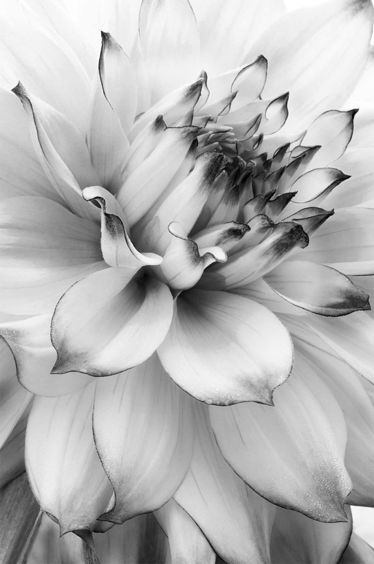 Ч̾е̾р̾н̾о̾ б̾е̾л̾ы̾е̾ ц̾в̾е̾т̾