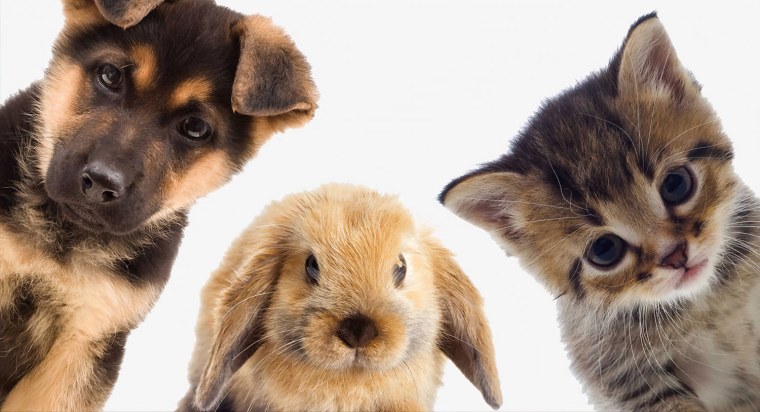 Милые котята и щенки