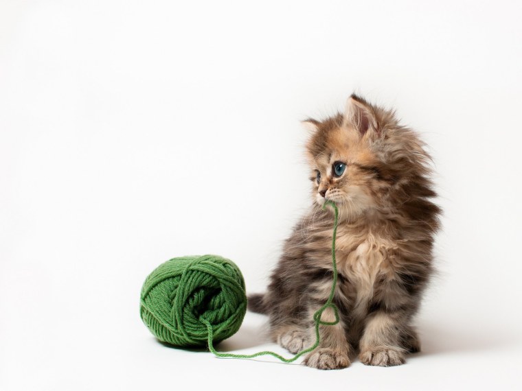 Вельш корги пемброк