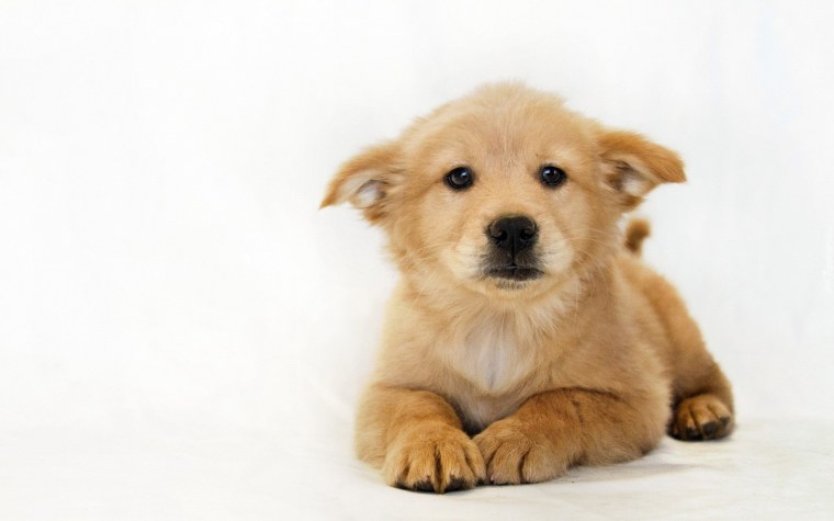 Бигль лабрадор-ретривер