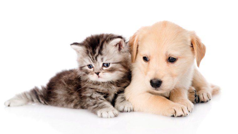 Хомяк на белом фоне