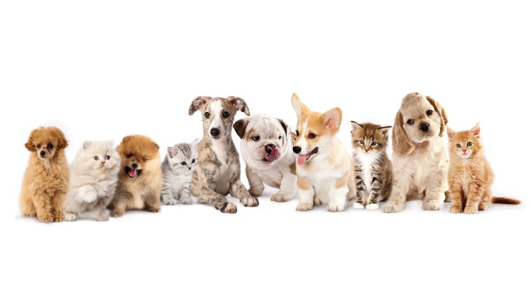 Панды мультяшные