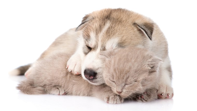 Белочка на белом фоне