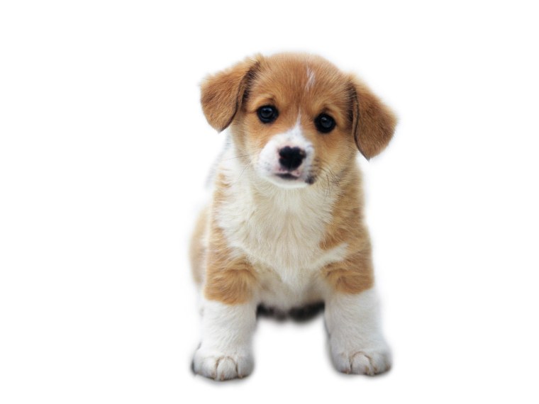 Джунгарский розовый хомячок