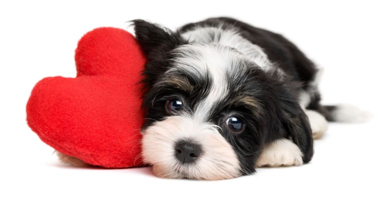 Шпиц терьер белый