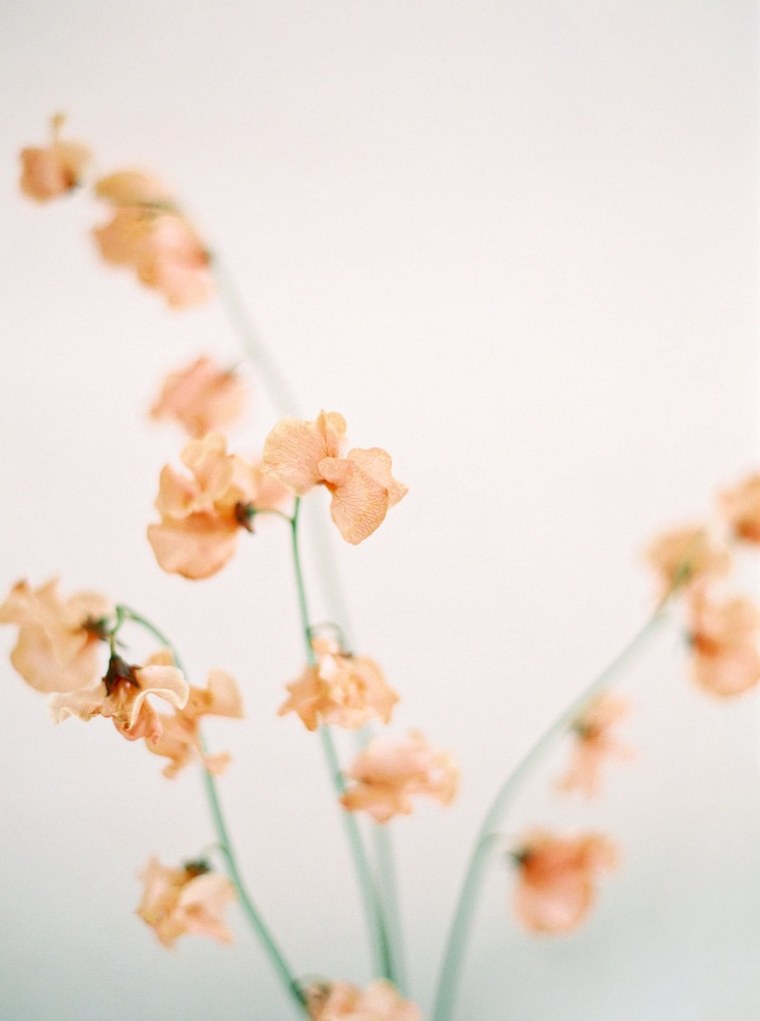 Гипсофила Эстетика Минимализм