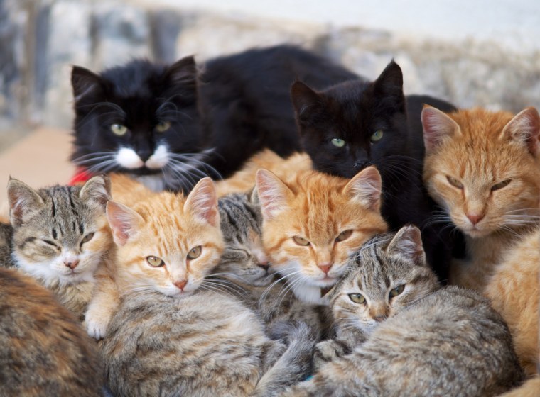 Много кошек