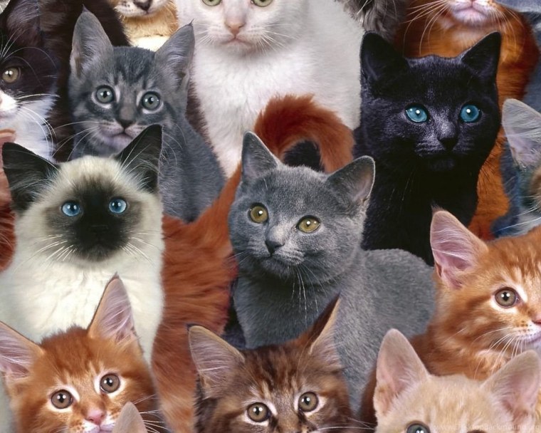 Группа кошек