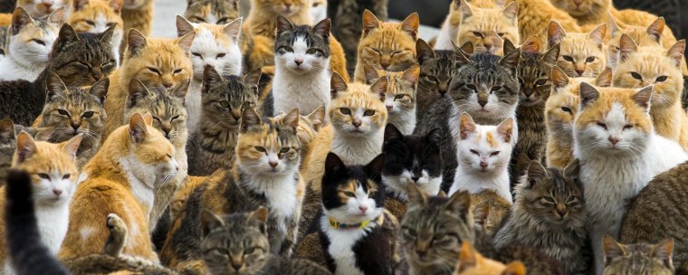 Остров кошек в Турции