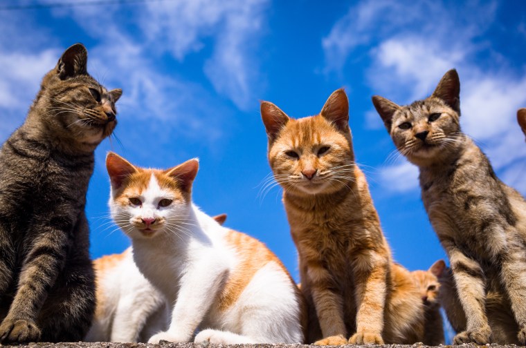 Несколько кошек