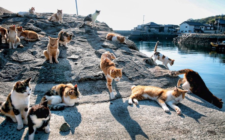 Кошачий остров в Японии Тасиро