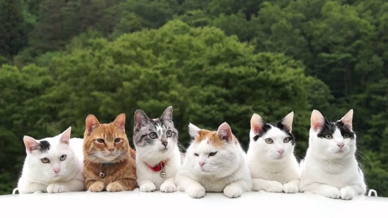 Несколько кошек