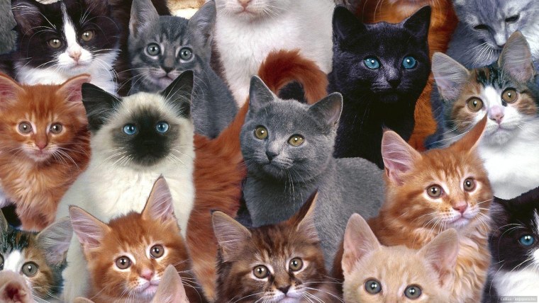 Кошки разных цветов