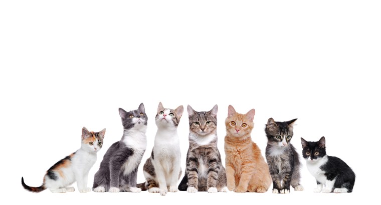 Много красивых кошек