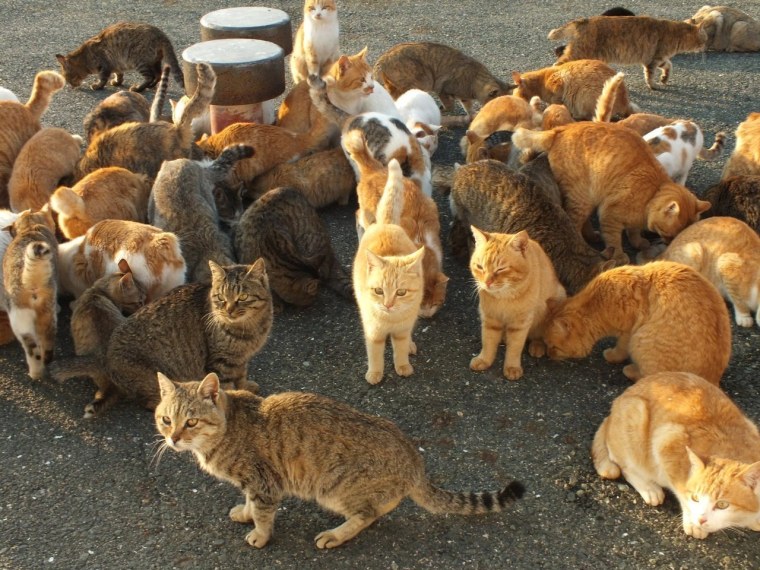 Тасиро остров кошек