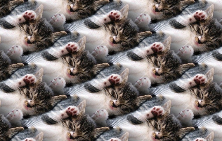 Много милых котяток