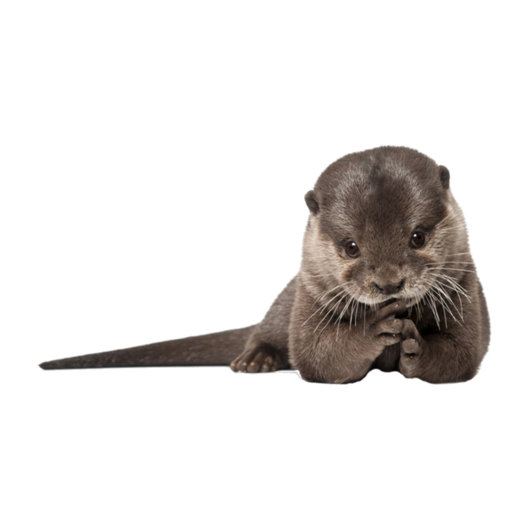 Мультяшные выдры