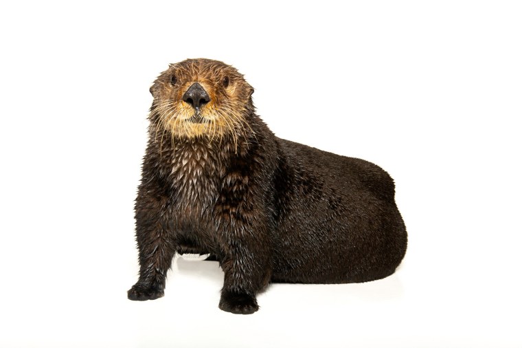 Речная выдра арт