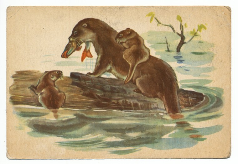 Открытка "выдры"