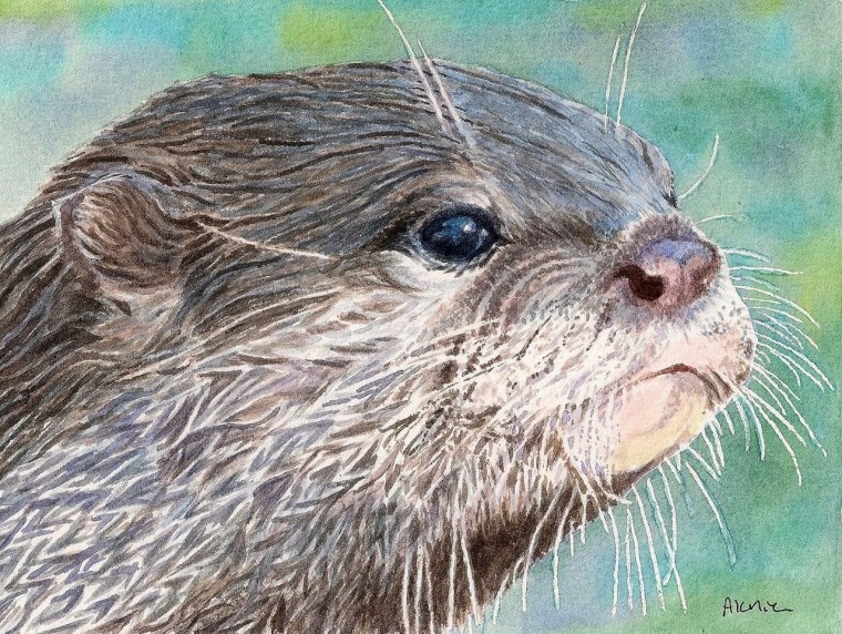 Хорек раскраска для детей