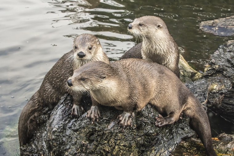 Выдра раскраска для детей