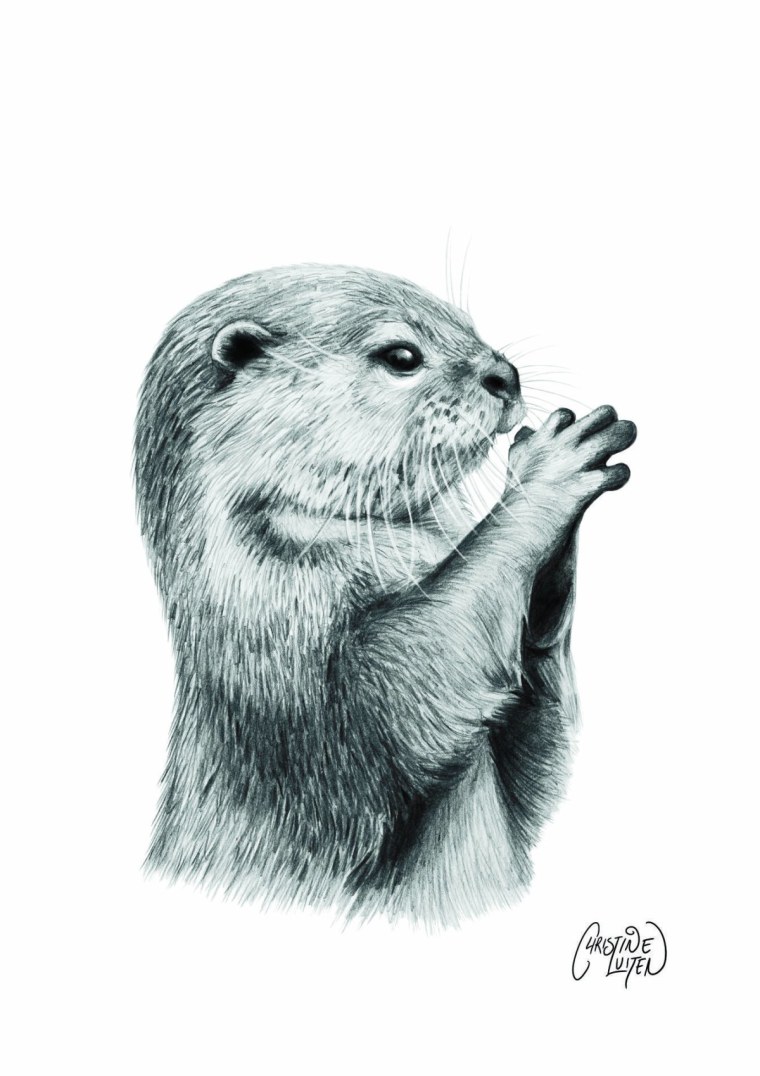 Суматранская выдра