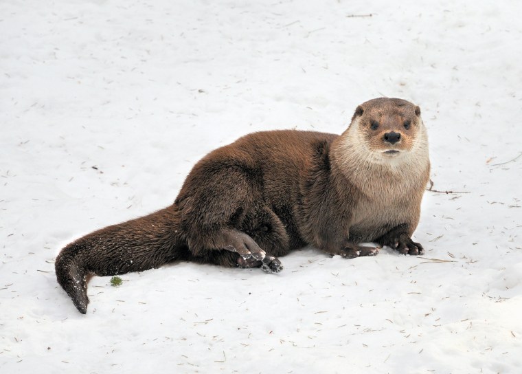 Соболь мультяшный